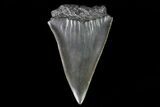 Fossil Mako Shark Tooth - Georgia #75102-1